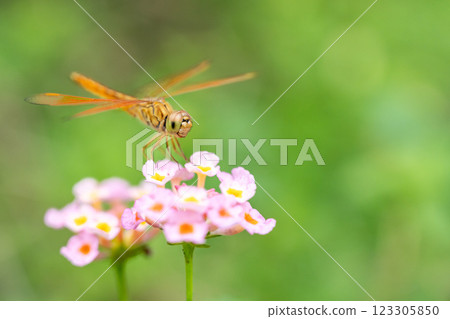 Orange Dragonfly Perched on Pink Lantana Flower, Close-Up Macro Orange Dragonfly Perched on Pink Lantana Flower, Close-Up Macro 123305850