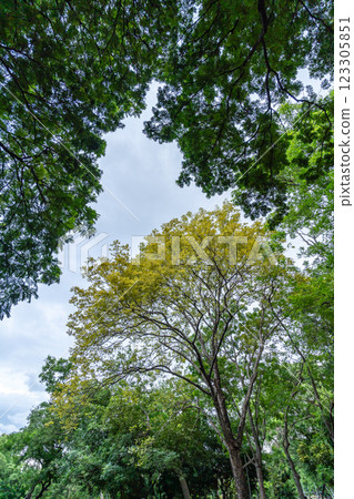 Golden Shower Tree Blossoming with Vibrant Yellow Flowers in Lush Green Canopy Golden Shower Tree Blossoming with Vibrant Yellow Flowers in Lush Green Canopy 123305851