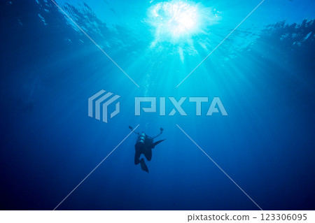 Diver Ogasawara dive in the sea of Bonin Brewery Diver Ogasawara dive in the sea of Bonin Brewery 123306095