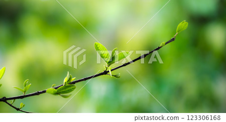 Fresh green leaves on a branch in spring sunlight 123306168