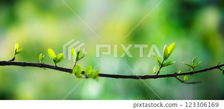 Fresh green leaves on a branch in spring sunlight 123306169