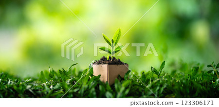 Green plant in a pot growing in a garden with grass and leaves Green plant in a pot growing in a garden with grass and leaves 123306171