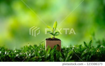 Green plant in a pot growing in a garden with grass and leaves Green plant in a pot growing in a garden with grass and leaves 123306173