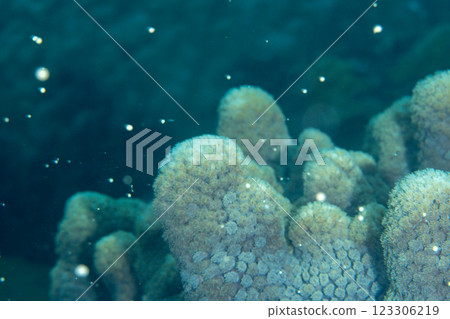 Thistle coral spawning Ogasawara 123306219
