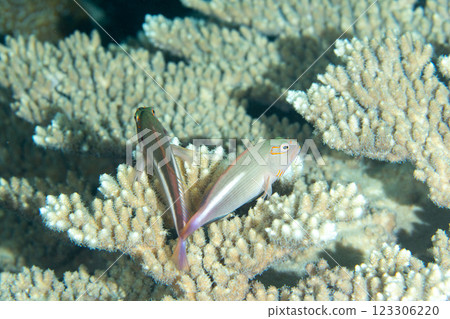 Spectacled Hawkfish Ogasawara 123306220