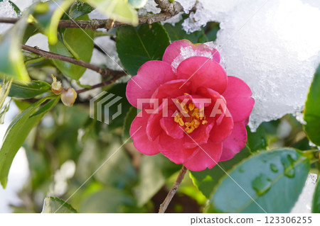 冬季二月,山茶花(Camellia sasanqua)的低矮籬笆......1 冬季二月,山茶花(Camellia sasanqua)的低矮籬笆......1 123306255