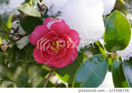 冬季二月,山茶花(Camellia sasanqua)的低矮籬笆......2 冬季二月,山茶花(Camellia sasanqua)的低矮籬笆......2 123306256