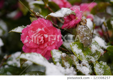 冬季二月，山茶花（Camellia sasanqua）的低矮籬笆......3 123306257