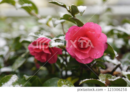 冬季二月,山茶花(Camellia sasanqua)的低矮籬笆......4 冬季二月,山茶花(Camellia sasanqua)的低矮籬笆......4 123306258