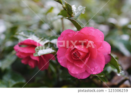 冬季二月,山茶花(Camellia sasanqua)的低矮籬笆......5 冬季二月,山茶花(Camellia sasanqua)的低矮籬笆......5 123306259