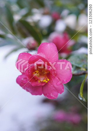Winter February, low hedge of camellia (Camellia sasanqua)...6 Winter February, low hedge of camellia (Camellia sasanqua)...6 123306260