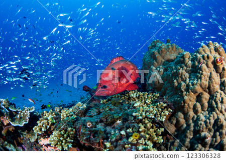 Red grouper and cardinalfish, Ogasawara, Tokyo Red grouper and cardinalfish, Ogasawara, Tokyo 123306328