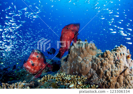 紅石斑魚和紅雀魚,小笠原,東京 紅石斑魚和紅雀魚,小笠原,東京 123306334