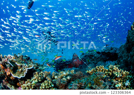 Ogasawara - School of Cardinalfish Ogasawara - School of Cardinalfish 123306364