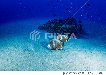 小笠原友禪東京 123306388