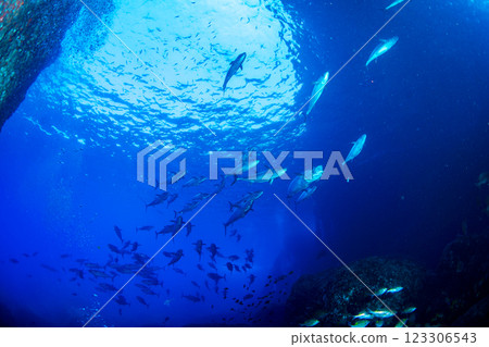 東京小笠原鲉穴的狗牙鮪魚 123306543