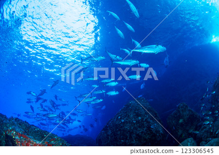 Dogtooth tuna at Maguroanae, Ogasawara, Tokyo 123306545