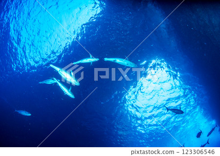 東京小笠原鲉穴的狗牙鮪魚 東京小笠原鲉穴的狗牙鮪魚 123306546