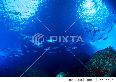 東京小笠原鲉穴的狗牙鮪魚 123306547