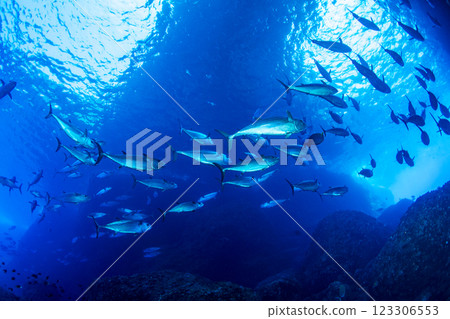 Dogtooth tuna at Maguroanae, Ogasawara, Tokyo 123306553