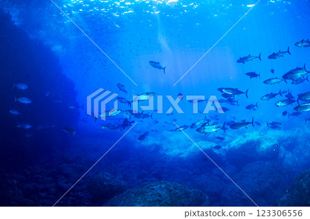 東京小笠原鲉穴的狗牙鮪魚 123306556