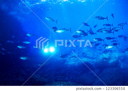 東京小笠原鲉穴的狗牙鮪魚 123306558