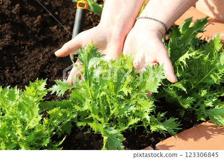 Harvesting and holding fresh organic mizuna leaves by female hands Harvesting and holding fresh organic mizuna leaves by female hands 123306845