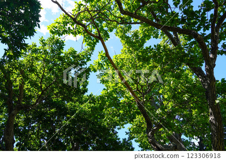 Looking up at the tops of the three oak trees (now two) in Ashibetsu City Looking up at the tops of the three oak trees (now two) in Ashibetsu City 123306918