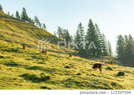 Alpine scenery in summer with cows grazing in the Bavarian Alps, Germany 123307504