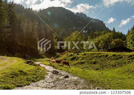 Alpine scenery with cows grazing near a mountain creek in the Bavarian Alps, Germany 123307506