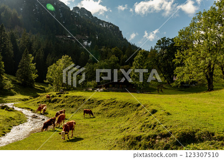 Cows grazing near a mountain creek in the Bavarian Alps, Germany 123307510