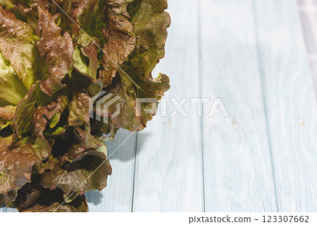 Fresh Red Leaf Lettuce on a Wooden Blue Table Fresh Red Leaf Lettuce on a Wooden Blue Table 123307662
