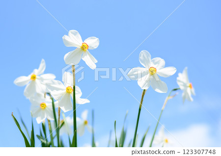Close up of white Narcissus flowers in spring meadow Close up of white Narcissus flowers in spring meadow 123307748