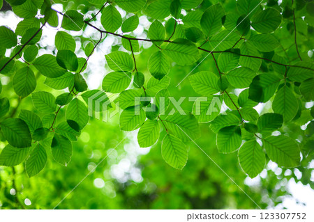 Closeup view of green beech leaves in spring forest Closeup view of green beech leaves in spring forest 123307752