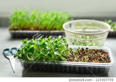 Harvesting milk thistle microgreens at home 123307759
