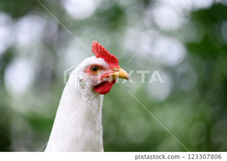 Portrait of free range white chicken Leghorn breed 123307806