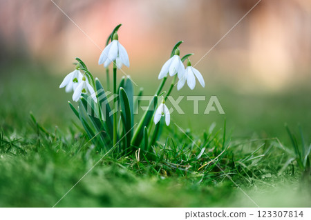 Snowdrop flower on spring meadow Snowdrop flower on spring meadow 123307814