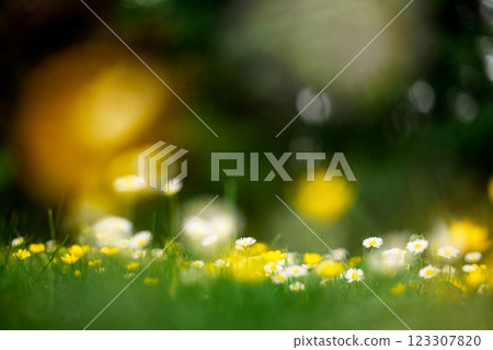 White and yellow flowers in spring forest closeup 123307820