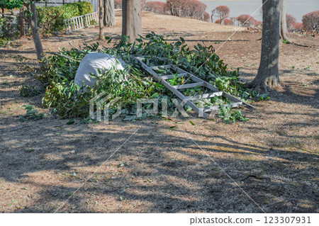 Pruning work in the park's green space Pruning work in the park's green space 123307931