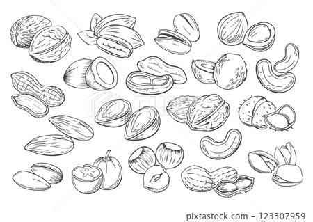 Hand drawn nuts. Set of different nuts. Pistachio, cashew, coconut, hazelnut and macadamia. Illustration in sketch retro style 123307959