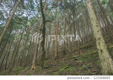[大智屋阿彌陀寺] 深山小徑 123308005