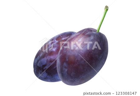 Prune illustration realistic 123308147