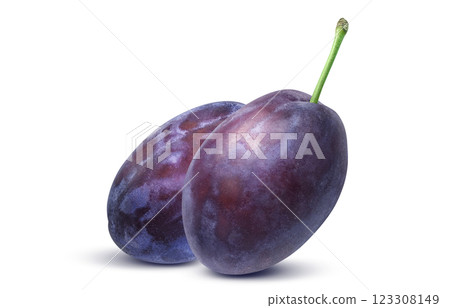 Prune illustration realistic 123308149