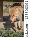 A fox running with a carrot 123308391