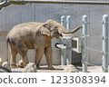 Elephant in the zoo 123308394