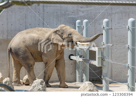 Elephant in the zoo 123308394