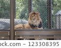 Lion in cage 123308395