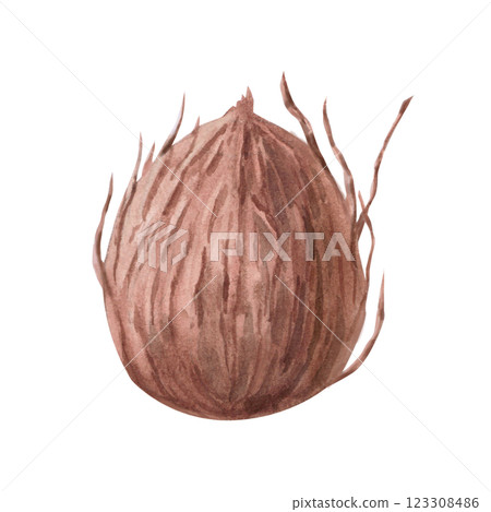 Coconut fruit. Isolated watercolor illustration in realistic style for design of tourist brochures, cosmetics, travel blogs, printing on fabric. Coconut fruit. Isolated watercolor illustration in realistic style for design of tourist brochures, cosmetics, travel blogs, printing on fabric. 123308486