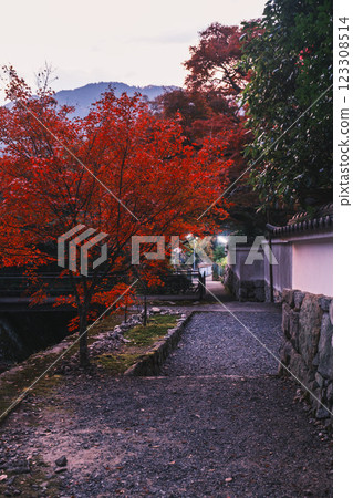 [Sanzenin Temple] The illuminated approach to the temple 123308514