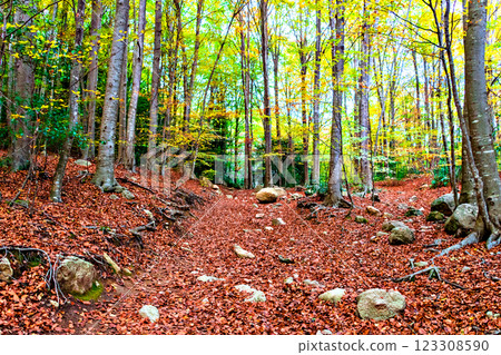 Colorful trees and leaves in autumn in the Montseny Natural Park in Barcelona, Spain	 123308590